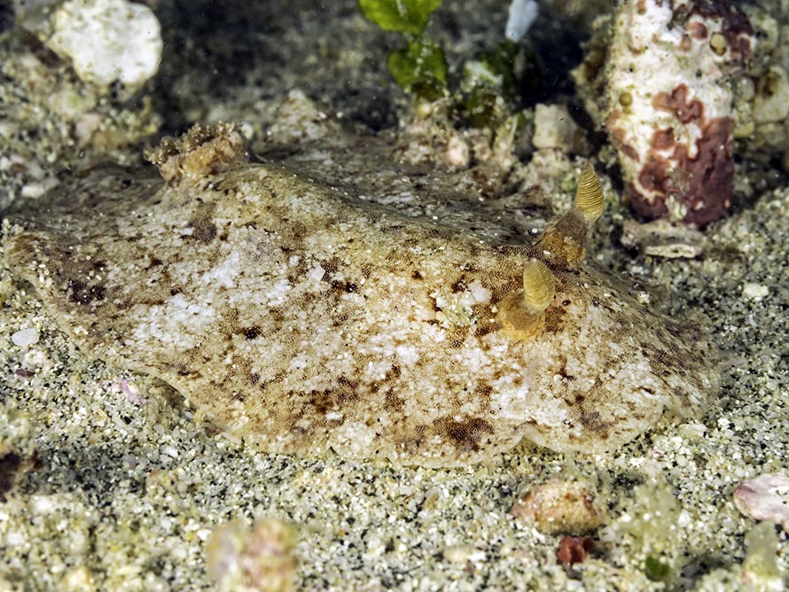 Platydoris ellioti